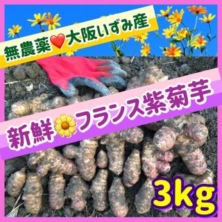 【産直特価】💜新鮮そのもの・無農薬『フランス紫菊芋』〜大阪いずみ産(野菜)