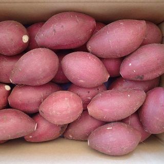 ききとらら様専用です！丸Ｓサイズ5kg熟成シルクシート(野菜)