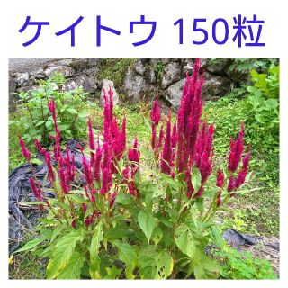 ケイトウ種 150粒(その他)