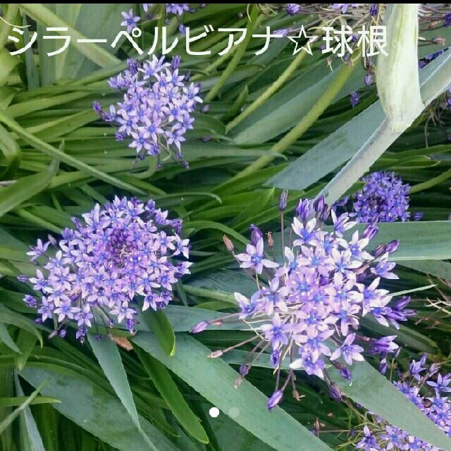 シラーペルビアナ☆球根 ハンドメイドのフラワー/ガーデン(プランター)の商品写真