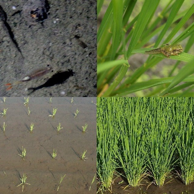 《ゆはるた様専用》令和2年産☆減農薬菜の花米☆25kg☆近江米コシヒカリ☆玄米 食品/飲料/酒の食品(米/穀物)の商品写真