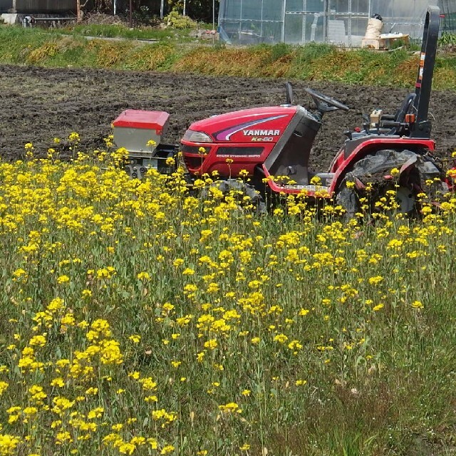 《ゆはるた様専用》令和2年産☆減農薬菜の花米☆25kg☆近江米コシヒカリ☆玄米 食品/飲料/酒の食品(米/穀物)の商品写真