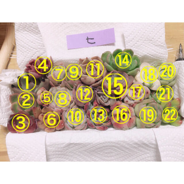 韓国ムック1000様専用 ミニ寄せ植えセット(ヒ)22種とルノーディン2個セット ハンドメイドのフラワー/ガーデン(その他)の商品写真