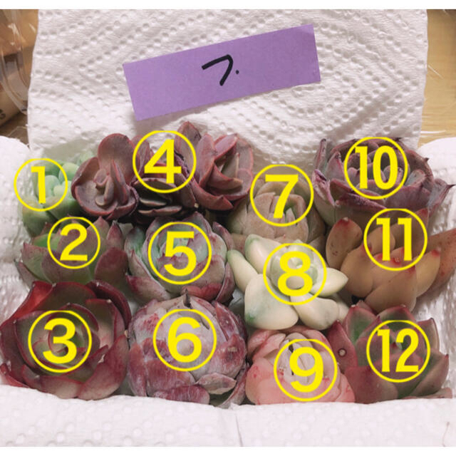 韓国多肉植物ミニ寄せ植えセット(フ)12種 ハンドメイドのフラワー/ガーデン(その他)の商品写真
