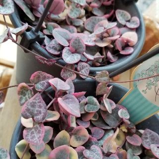 ハートカズラ 斑入り 観葉植物 鉢ごと-eastgate.mk
