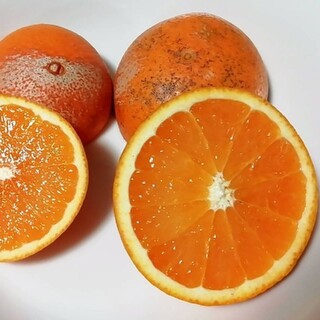 清見オレンジ 和歌山 加工用 わけあり 10キロ(フルーツ)