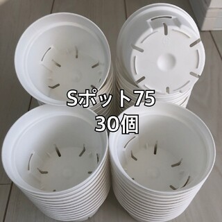 Sポット75 白 30個(プランター)
