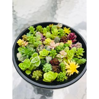 多肉植物　セダム　カット苗　多種詰め合わせ　(その他)