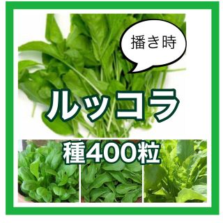 ルッコラの種たっぷり400粒(その他)