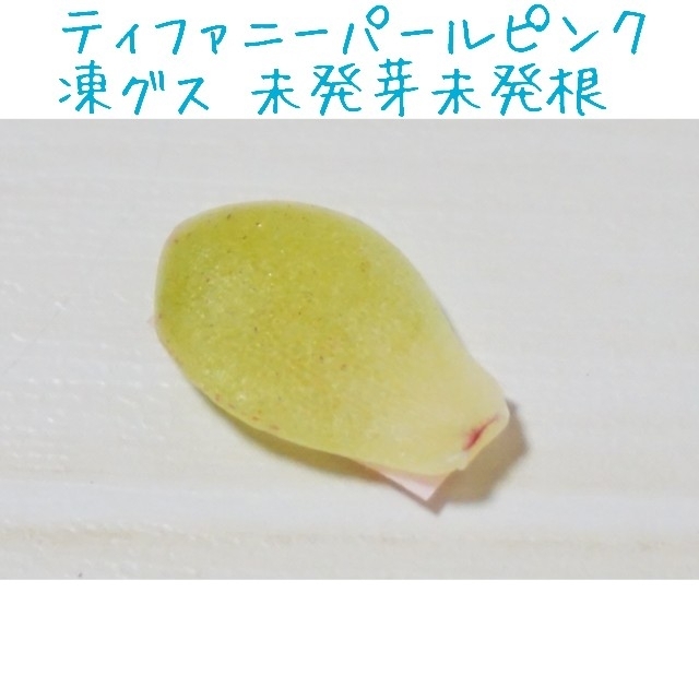 【激レア】ティファニーパールピンク 凍グス 葉挿し 未発芽未発根 １枚 多肉植物 ハンドメイドのフラワー/ガーデン(その他)の商品写真