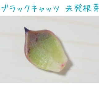 ブラックキャッツ 葉挿し 未発根芽 １枚 多肉植物(その他)