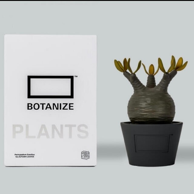 VCD Pachypodium GraciliusAUTUMN LEAVES ファッションデザイナー