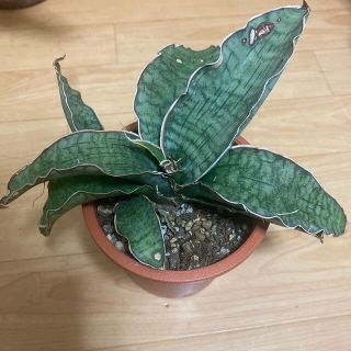 サンスベリア　シルバーブルー　観葉植物(その他)