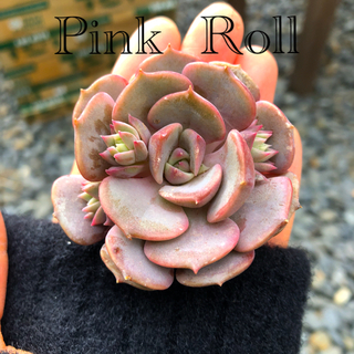 多肉植物韓国苗    エケベリア Echeveria Pink Roll(その他)