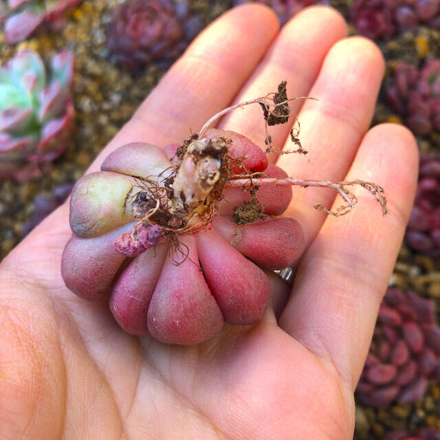 多肉植物 韓国苗 エケベリア Echeveria Pink Rubby ハンドメイドのフラワー/ガーデン(その他)の商品写真