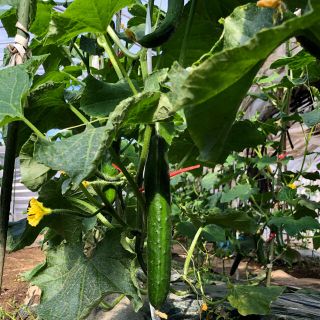 きゅうり5キロB品朝採り新鮮きゅうり特価です(野菜)