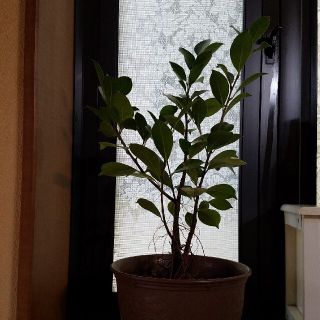 ガジュマル(プランター)