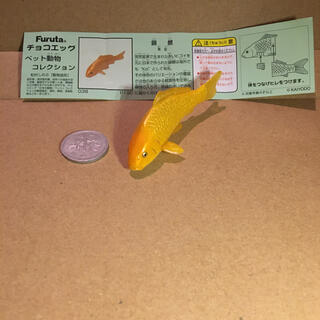フルタセイカ(フルタ製菓)のチョコエッグペット動物 錦鯉黄金(キャラクターグッズ)