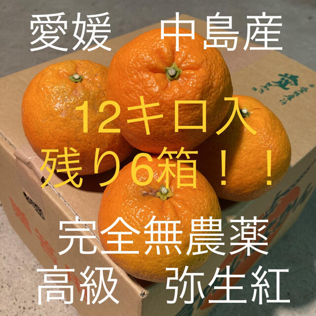 愛媛　by　高級伊予柑弥生紅　12キロの通販　瀬戸の花嫁｜ラクマ