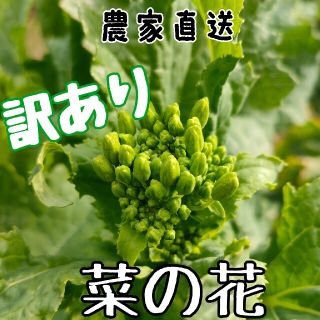 菜の花(ナバナ)  訳あり＊ネコポスいっぱい(野菜)