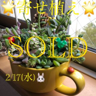 多肉植物❤︎寄せ植え❤︎このまま飾れます❤︎イエローマグ♪(その他)