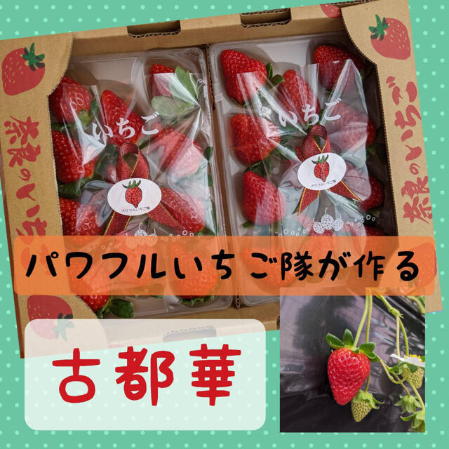 奈良県産いちご【古都華】2パック1箱セット 食品/飲料/酒の食品(フルーツ)の商品写真