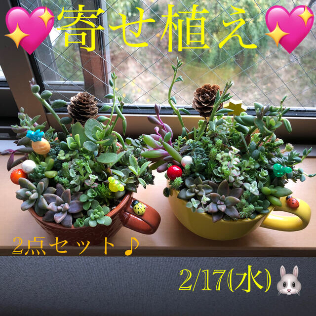 専用❤︎多肉植物❤︎寄せ植え❤︎2点おまとめセット＋桜色の小鉢セット♪ ハンドメイドのフラワー/ガーデン(その他)の商品写真