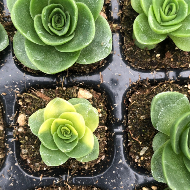 212.寄せ植えセット　カット苗詰め合わせ　多肉植物　エケベリア