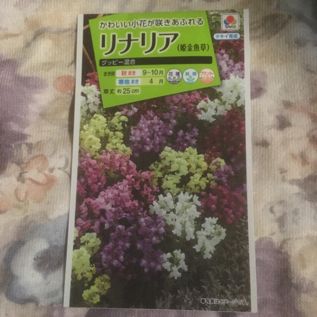リナリア 姫金魚草 花の種 タキイ種苗 ヒメキンギョソウの通販 By ファスナー S Shop ラクマ リナリア 姫金魚草 花の種 タキイ種苗 ヒメキンギョソウの通販 By ファスナー S Shop ラクマ