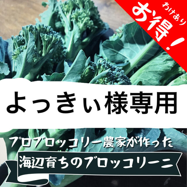 海辺育ちのブロッコリーニ　1kg 食品/飲料/酒の食品(野菜)の商品写真