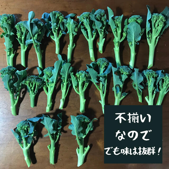 海辺育ちのブロッコリーニ　1kg 食品/飲料/酒の食品(野菜)の商品写真