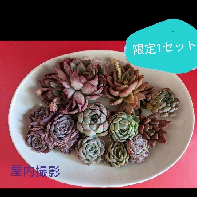 多肉植物　寄植え10点セット　限定１　韓国輸入苗 ハンドメイドのフラワー/ガーデン(プランター)の商品写真