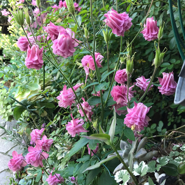 オダマキ　タワー咲き　ピンク50粒 ハンドメイドのフラワー/ガーデン(その他)の商品写真