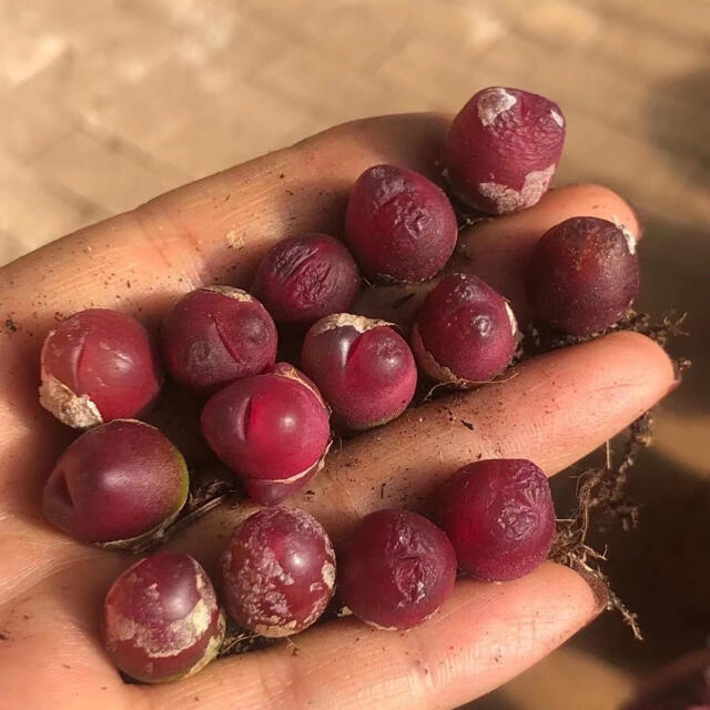 多肉植物が通販できますルビー多肉植物