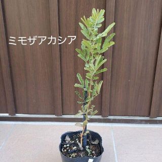 ミモザアカシア41 ポット苗　観葉植物　メモリアルツリーに♪(プランター)