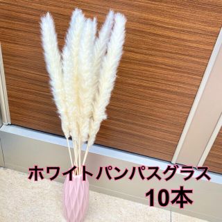 ホワイトパンパスグラス10本(ドライフラワー)