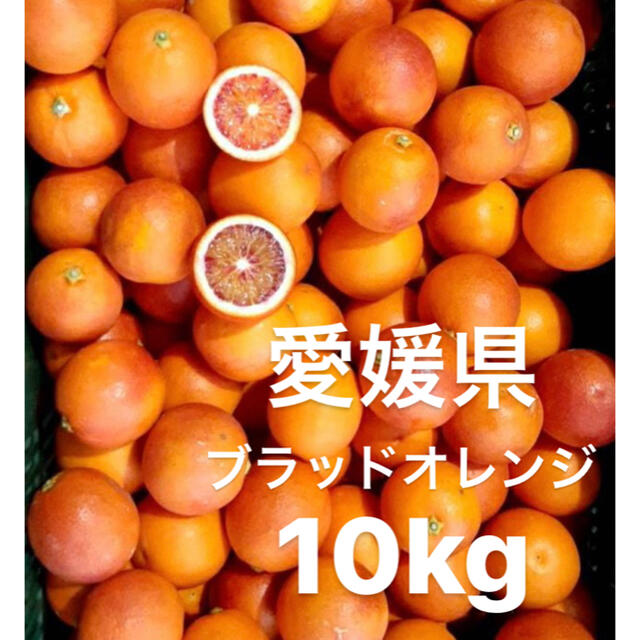 愛媛県　ブラッドオレンジ　(タロッコ)　10kg 食品/飲料/酒の食品(フルーツ)の商品写真