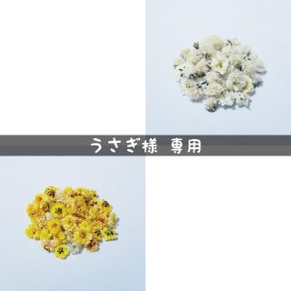 【うさぎ様専用】かすみ草のドライフラワー(ドライフラワー)