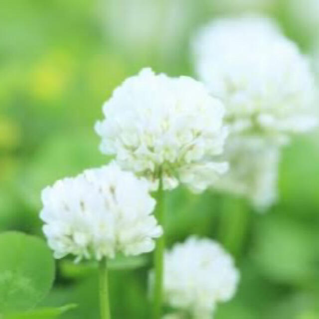最安値 シロツメクサ ホワイトクローバーの種 30g 芝生 雑草対策に の通販 By きこり園芸 最安値 即購入ok ラクマ 最安値 シロツメクサ ホワイトクローバーの種 30g 芝生 雑草対策に の通販 By きこり園芸 最安値 即購入ok ラクマ