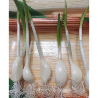 発芽ニンニク♥（100本）(野菜)