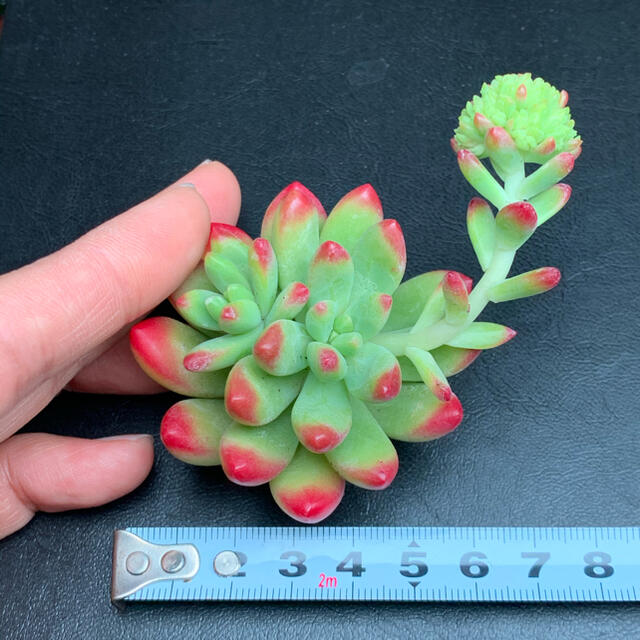 レインボーフィンガー 多肉植物 韓国苗 カット苗 6〜7cmの通販 レインボーフィンガー 多肉植物 韓国苗 カット苗 6〜7cmの通販