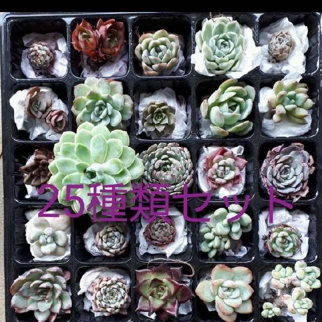 [お買い得♪]多肉植物　韓国苗　25種類セット