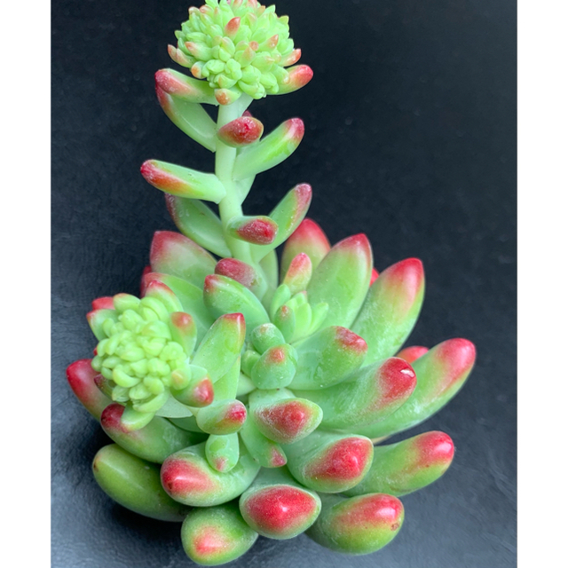 レインボーフィンガー 多肉植物 韓国苗 カット苗 6〜7cmの通販 レインボーフィンガー 多肉植物 韓国苗 カット苗 6〜7cmの通販
