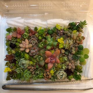 【多肉植物】ちまちま寄せ　作成キット(その他)