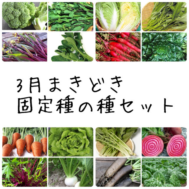 ★伝統野菜★3月まきどき固定種の種セット 食品/飲料/酒の食品(野菜)の商品写真