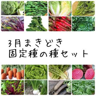 ★伝統野菜★3月まきどき固定種の種セット(野菜)