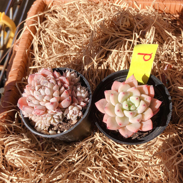 (d) 韓国多肉植物Red ZaragosaとMexico Minima(d） ハンドメイドのフラワー/ガーデン(その他)の商品写真