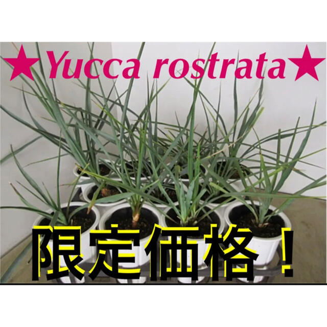 早い者勝ち❗️【Yucca rostrata 限定価格❗️】 インテリア/住まい/日用品のインテリア/住まい/日用品 その他(その他)の商品写真