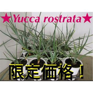 早い者勝ち❗️【Yucca rostrata 限定価格❗️】(その他)