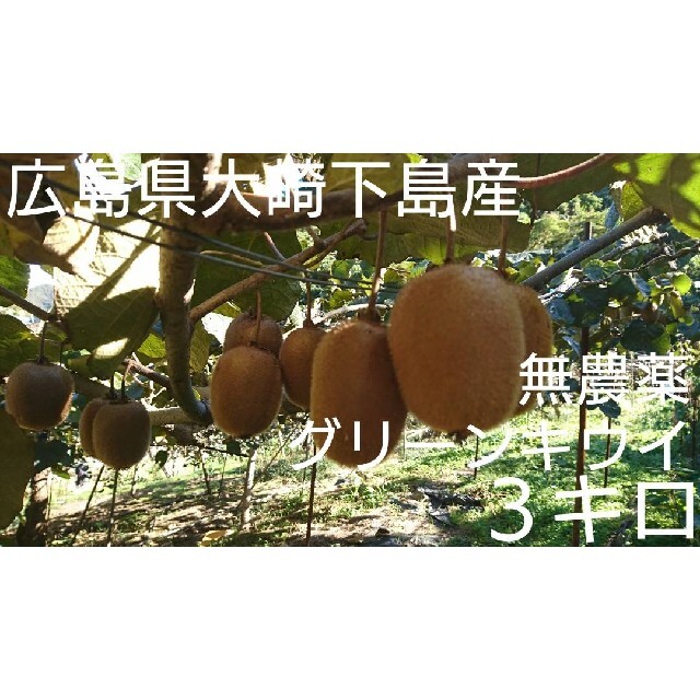 無農薬！広島県大崎下島産 グリーンキウイ小玉３キロ 食品/飲料/酒の食品(フルーツ)の商品写真